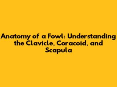 Anatomy of a Fowl: Understanding the Clavicle, Coracoid, and Scapula