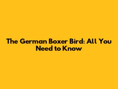 The German Boxer Bird: All You Need to Know